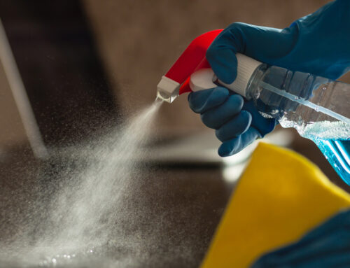 Pet Odor Removal: DIY Products vs Professional Treatment Costs